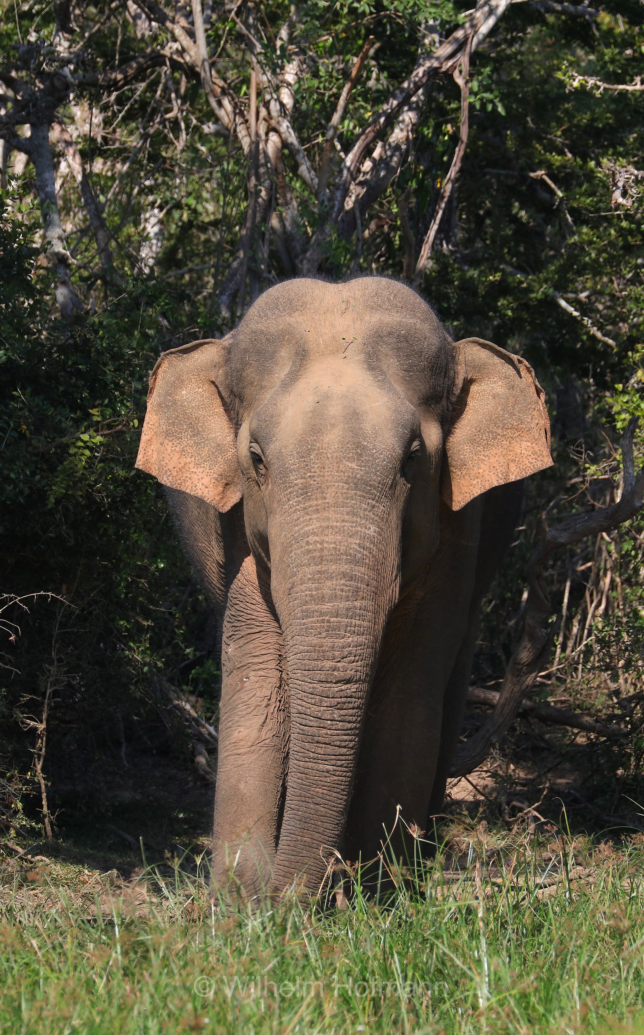 Sri Lankan elephant, Sri-Lanka-Elefant, Ceylon-Elefant, elefante dello Sri Lanka, Elephas maximus maximus, Sri Lanka, Bundala National Park, Bundala Nationalpark, Parco nazionale Bundala