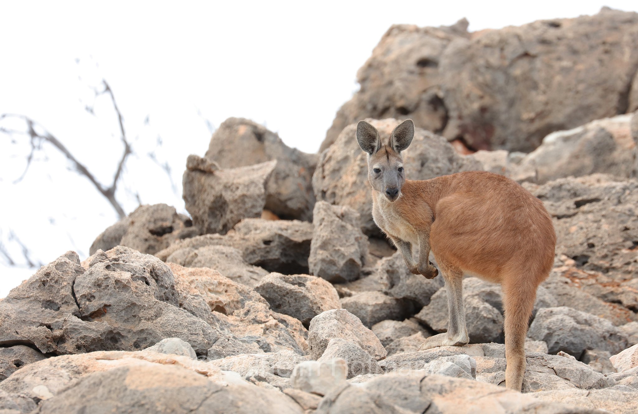 Osphranter rufus, red kangaroo, Rotes Riesenkänguru, canguro rosso, Mandu Mandu Gorge, Cape Range National Park, Cape-Range-Nationalpark, Western Australia, Westaustralien, Australia Occidentale, Australia, Australien