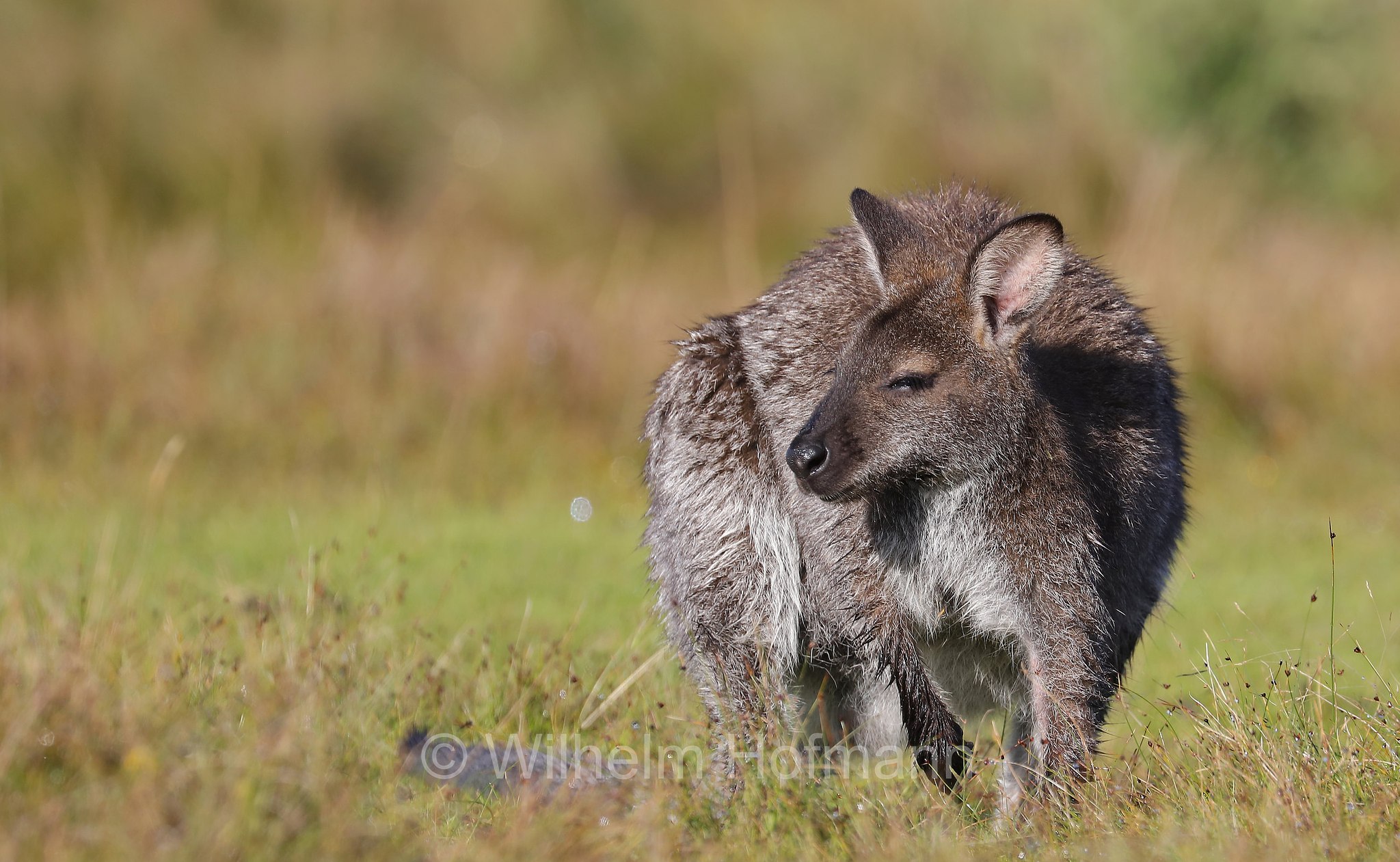 red-necked wallaby, Bennett's wallaby, Rotnackenwallaby, Bennett-Wallaby, Bennett-Känguru, wallaby dal collo rosso, wallaby di Bennet, Notamacropus rufogriseus, Narawntapu National Park, Narawntapu-Nationalpark, parco nazionale Narawntapu, Tasmania, Tasmanien, Australia, Austalien