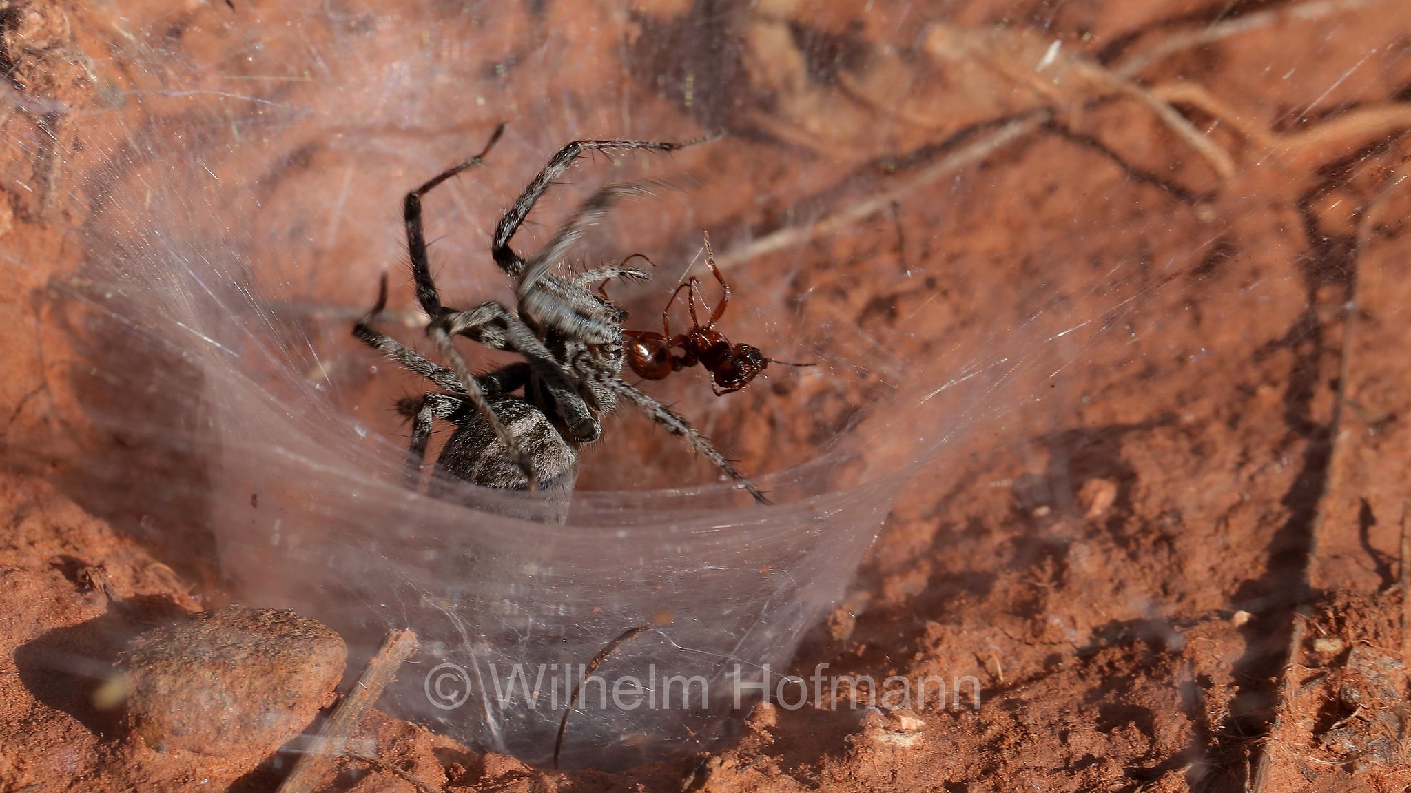 Agelenopsis aperta, desert grass spider, funnel-web spider, Amerikanische Wüsten-Trichterspinne, Wüstengrasspinne, Red Rock State Park, Arizona, USA