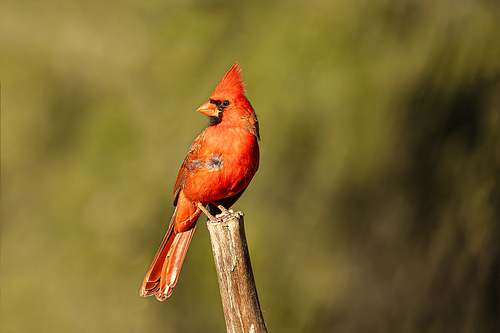 Northern Cardinal