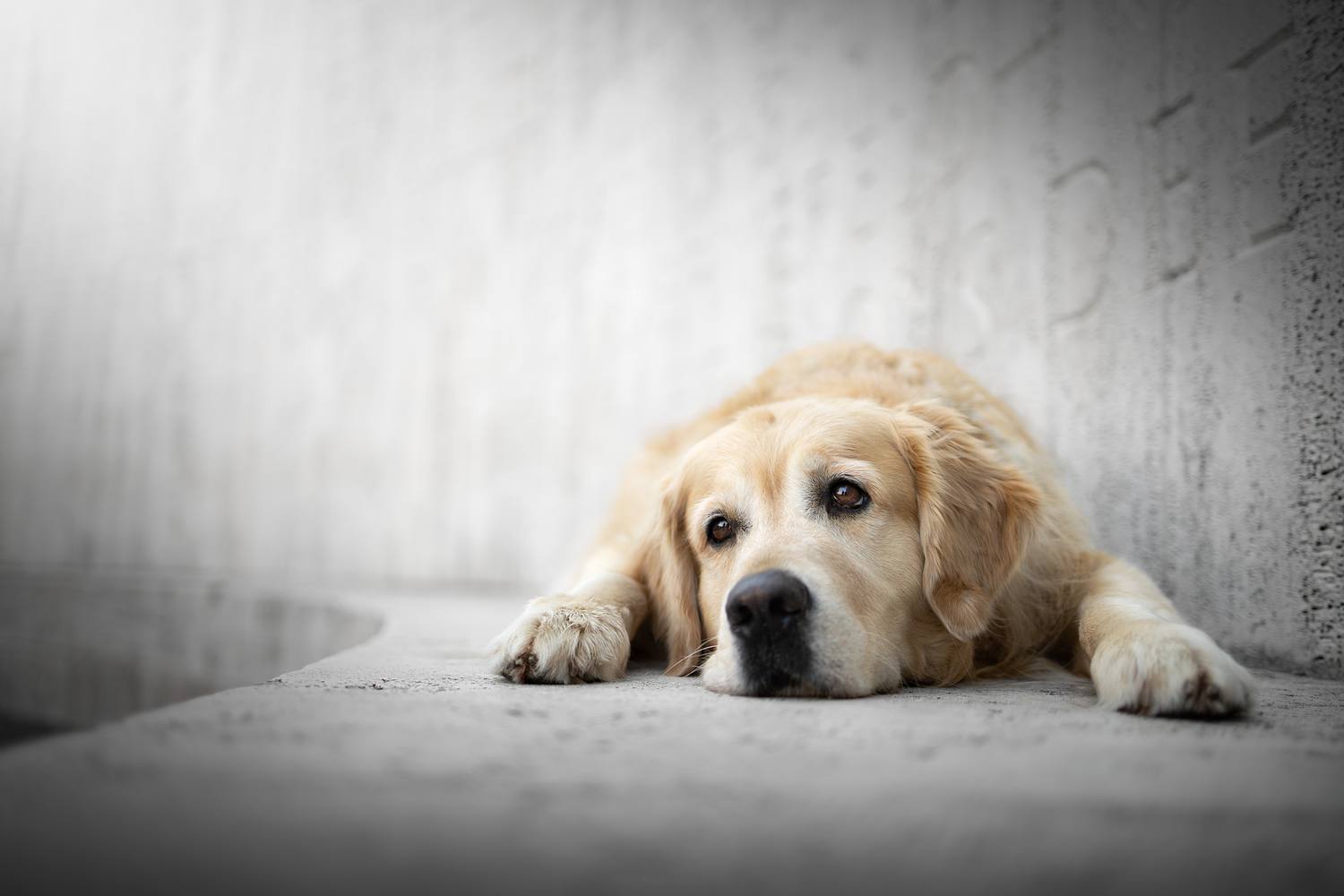 NLS Dierenfotografie