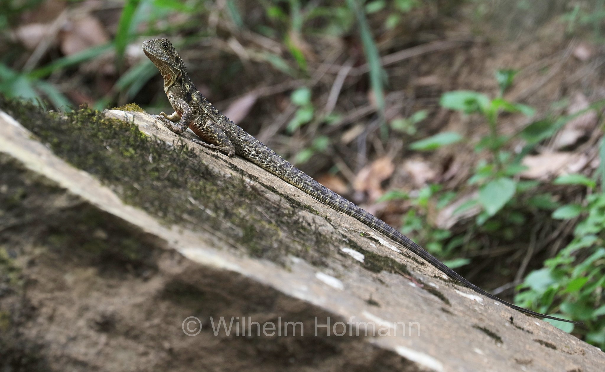 Intellagama lesueurii lesueurii, eastern water dragon, Östliche Australische Wasseragame, Broken River, Eungella National Park, Eungella-Nationalpark, Parco nazionale Eungella, Queensland, Australia, Australien