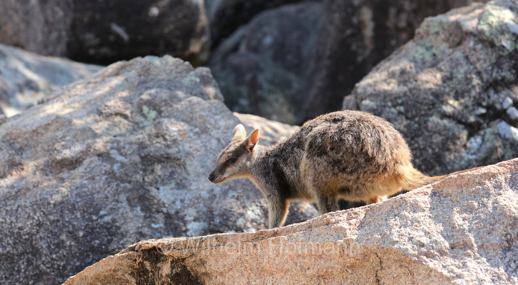 Petrogale assimilis, allied rock-wallaby, Weasel rock-wallaby, Variables Felskänguru, wallaby delle rocce alleato, Geoffrey Bay, Magnetic Island, Queensland, Australia, Australien