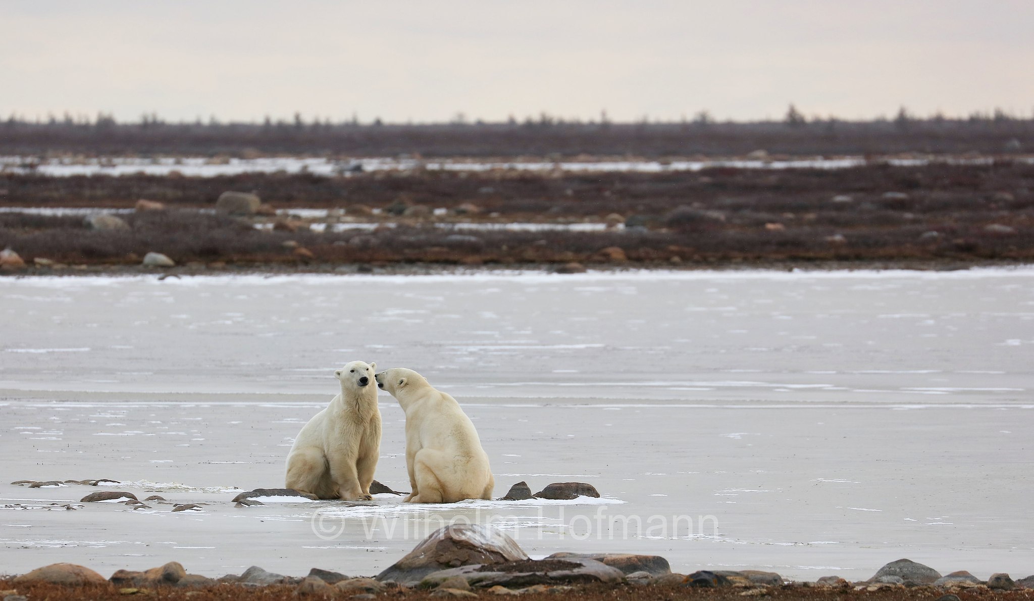 Ursus maritimus, polar bear, Eisbär, Polarbär, orso polare, orso bianco, Polar Bear Reserve, Churchill, Manitoba, Canada, Kanada