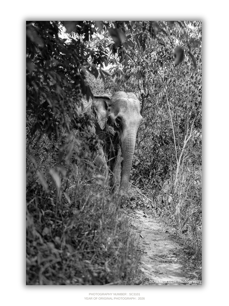 COLLECTION - GIANTS OF THE LAND VERTICAL -  "Hidden" - LIMITED EDITION 9 of 10