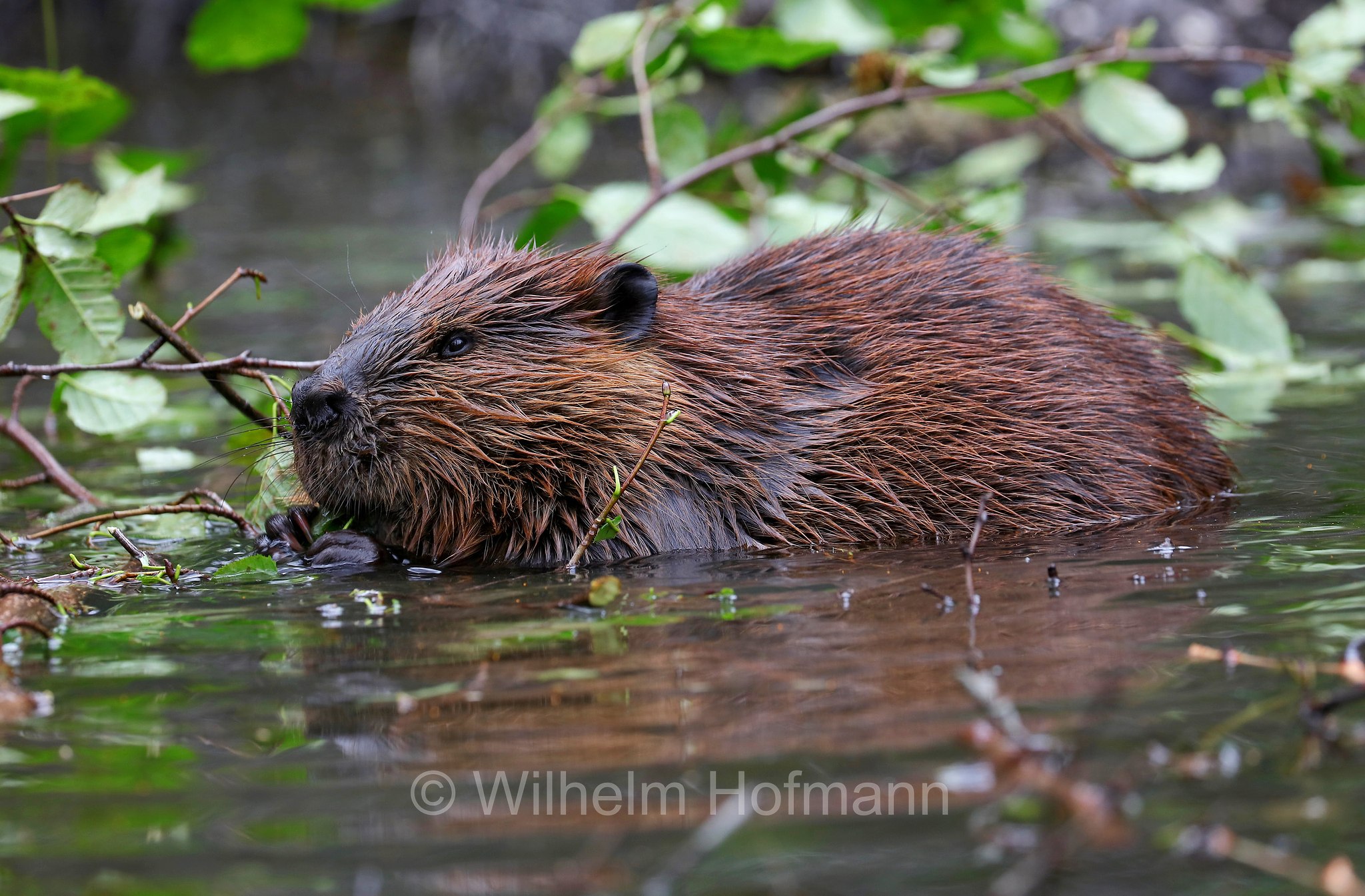 Castor canadensis, North American Beaver, American beaver, Canadian beaver, Kanadische Biber, Amerikanische Biber, castoro americano, Horseshoe Lake, Denali National Park, Denali National Park and Preserve, Denali-Nationalpark, Parco nazionale del Denali, Alaska, USA