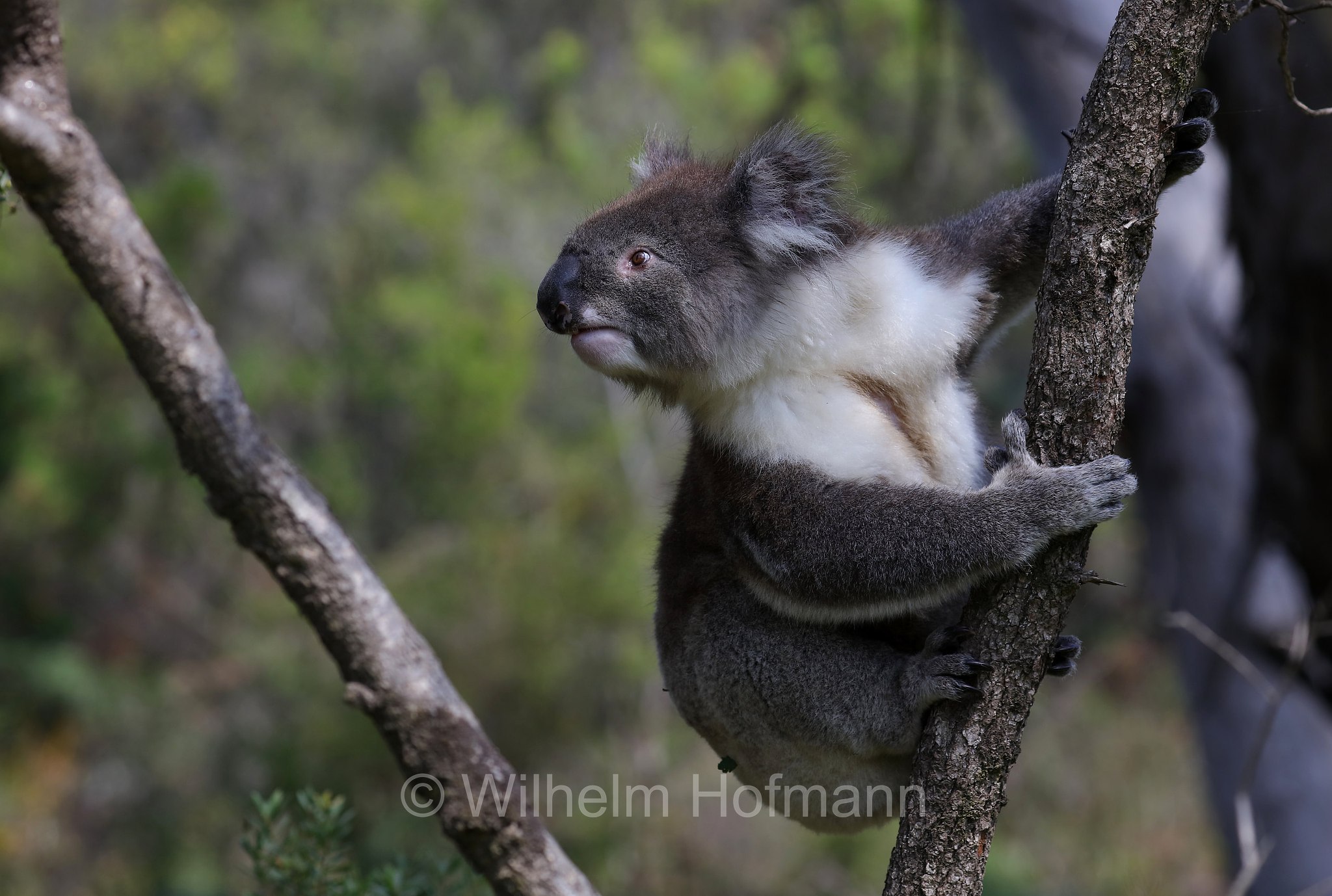 koala, Koala, Koalabär, Beutelbär, Manna Gum Drive, Great Otway National Park, Great-Otway-Nationalpark, parco nazionale Great Otway, Victoria, Australia, Australien