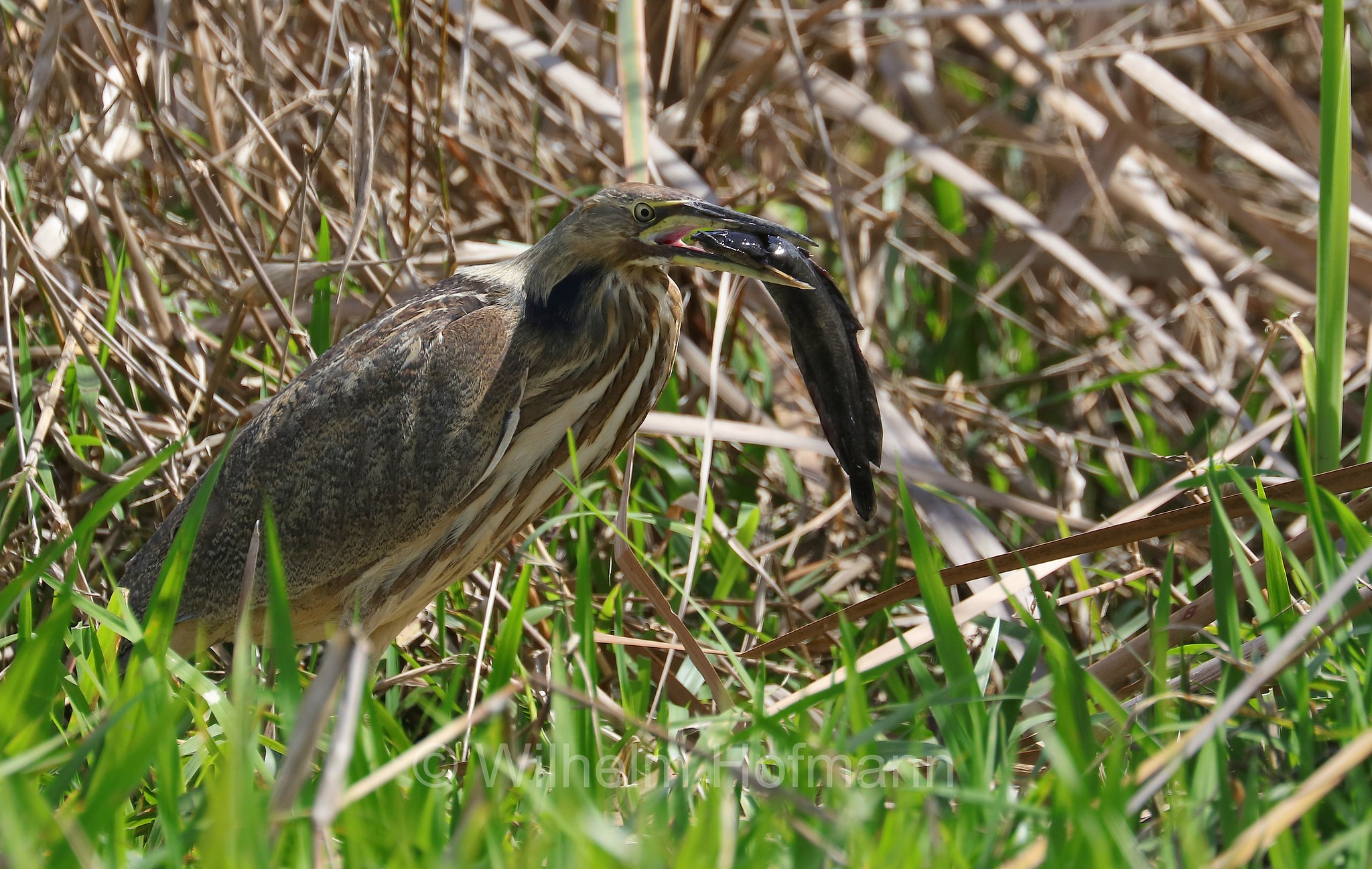 Botaurus lentiginosus, American bittern, Schwarzbart-Rohrdommel, Nordamerikanische Rohrdommel, tarabuso americano, Sevenmile Slough, Double Trailhead, Kissimmee Prairie Preserve State Park, Florida, USA