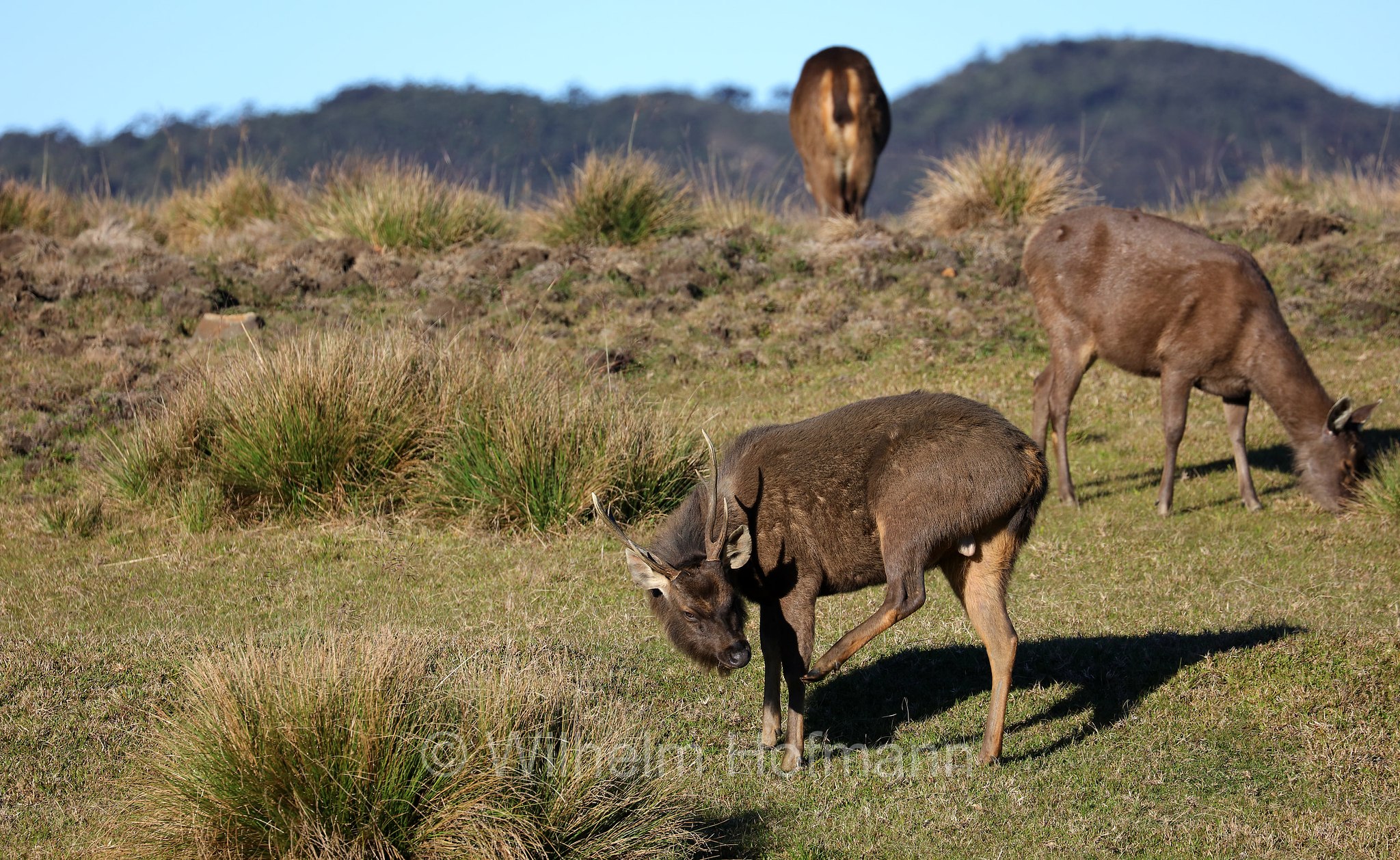 Sri Lankan sambar, Indian sambar, Sri-Lanka-Sambar, sambar indiano, cervo sambar, Rusa unicolor unicolor, Horton Plains National Park, Horton-Plains-Nationalpark, parco nazionale Horton Plains, Sri Lanka
