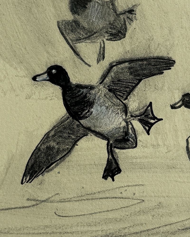 Bluebills Passing