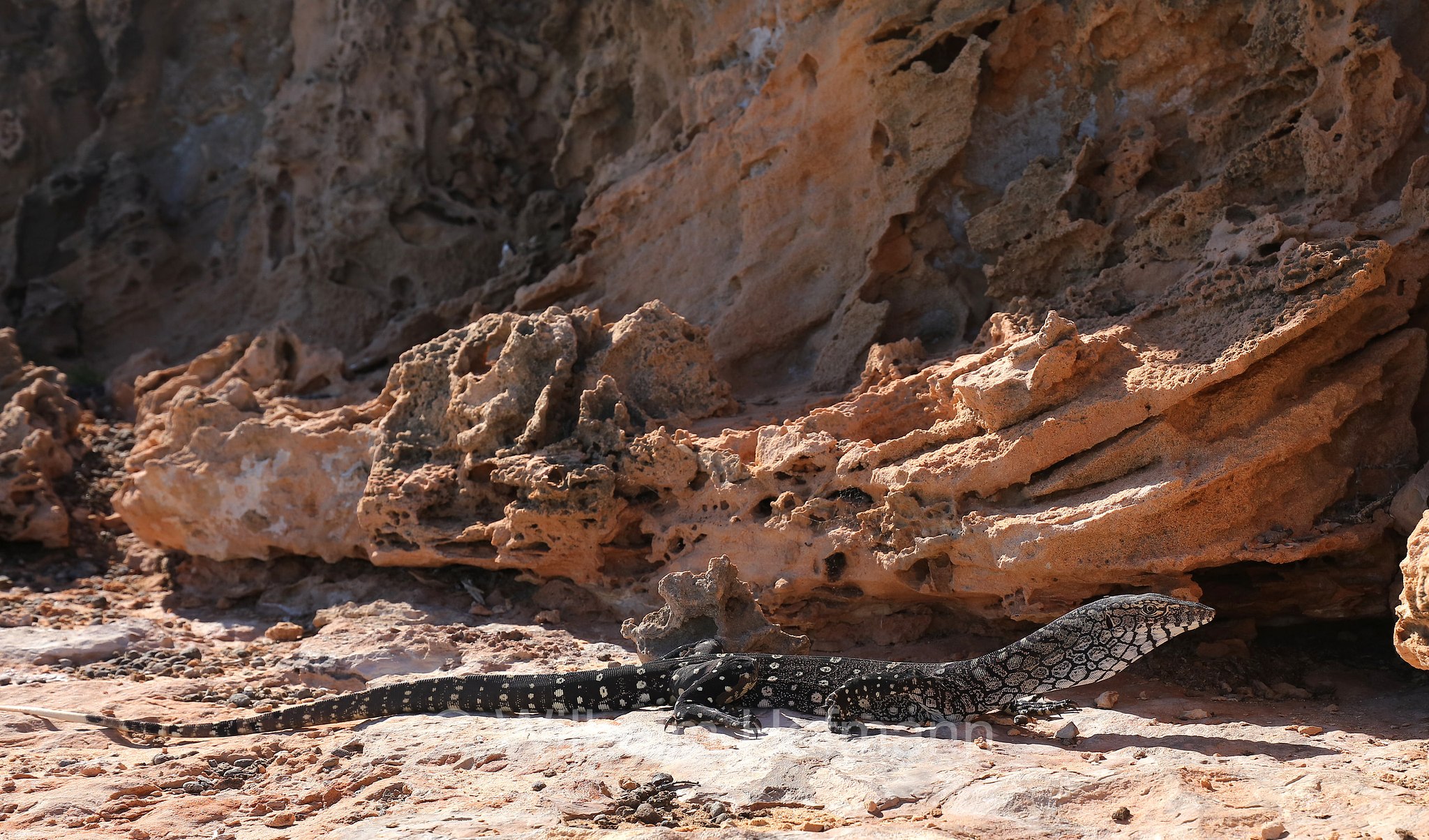 Varanus giganteus, perentie, Riesenwaran, varano gigante, Perentie, Ningaloo Coast, Coral Bay, Costa di Ningaloo, Western Australia, Westaustralien, Australia Occidentale, Australia, Australien
