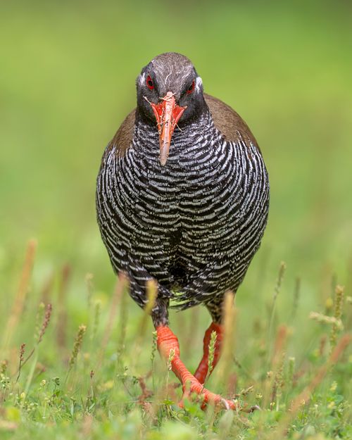 Portait of Okinawa Rail
