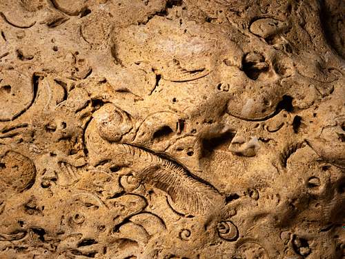 Fossil face in a cave
