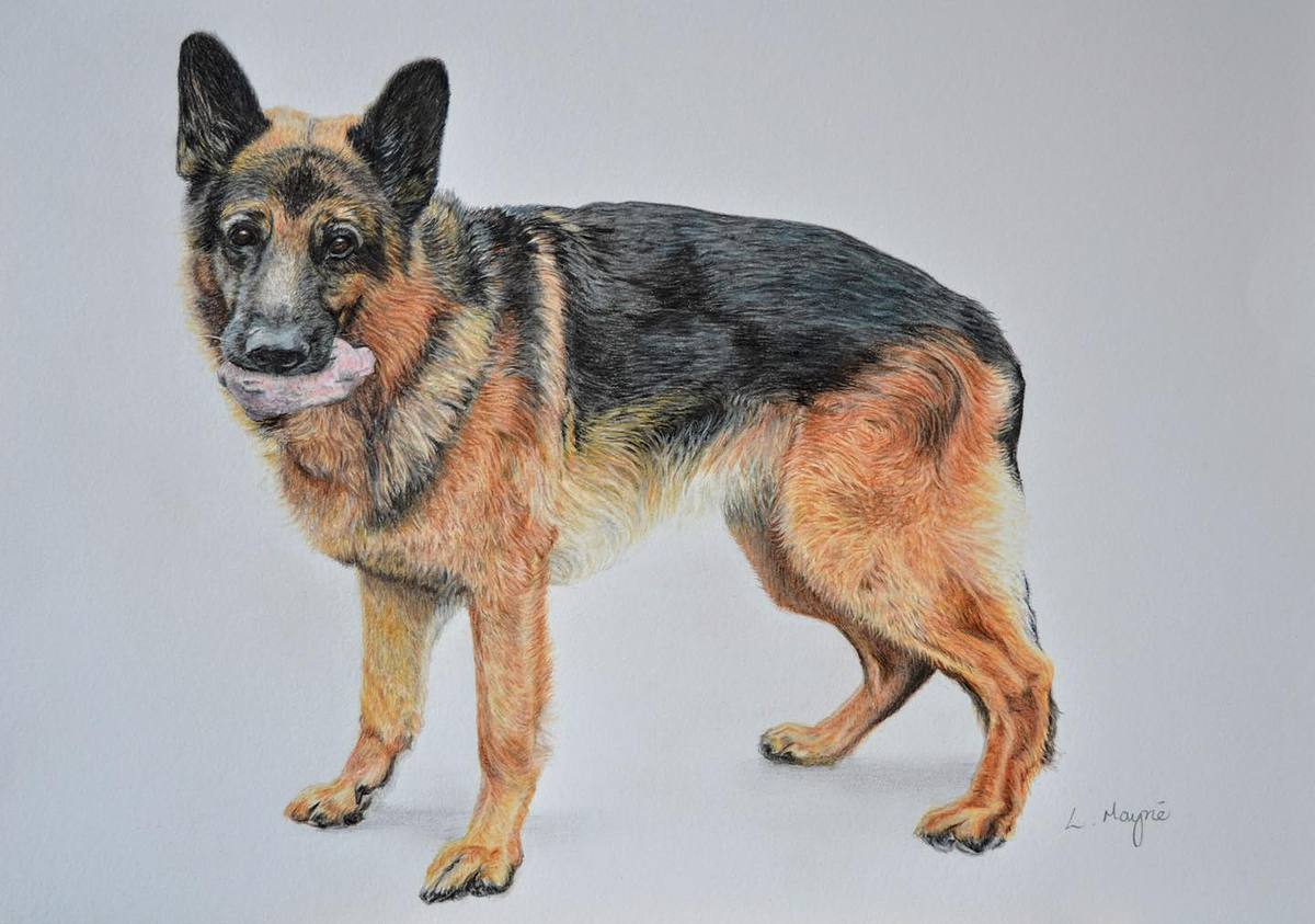 german shepherd pet portrait, alsation portrait, german shepherd portrait