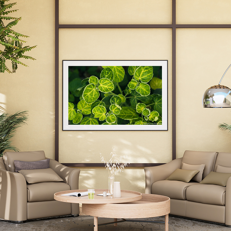 THE ONE - WILDLIFE & NATURE - "Leaf Radiance" - LIMITED EDITION 5 of 5