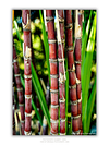 THE ONE - WILDLIFE & NATURE - "Between the Joints" - LIMITED EDITION 5 of 5