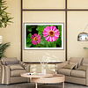 THE ONE - WILDLIFE & NATURE - "Pink Zinnia" - LIMITED EDITION 3 of 5