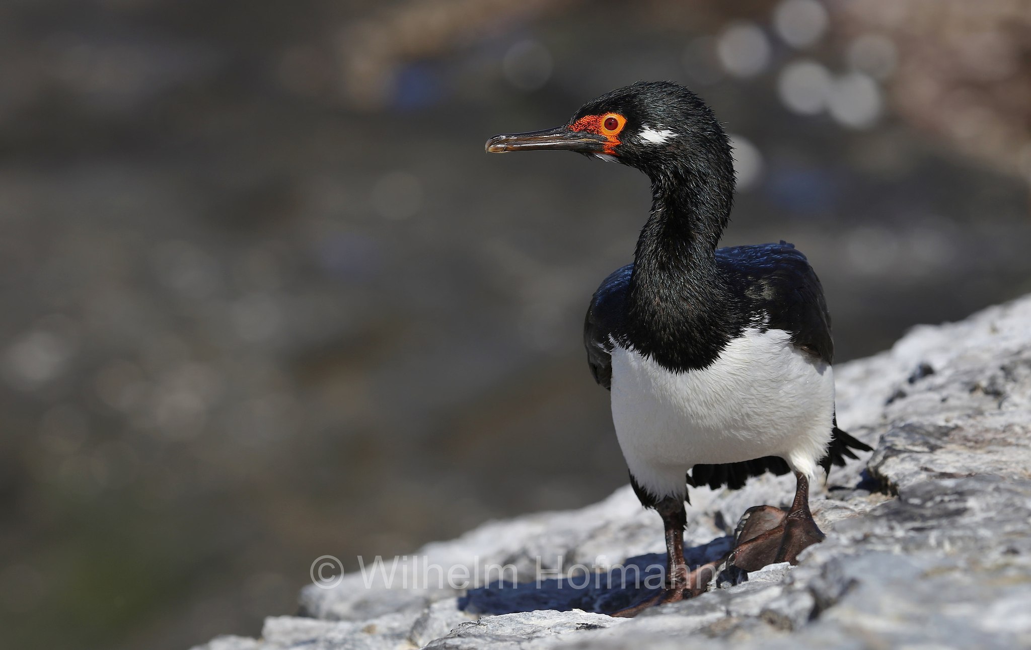 rock shag, Felsenscharbe, cormorano di Magellano, Leucocarbo magellanicus, Bleaker Island, Isla María, Falkland Islands, Falklandinseln, Isole Falkland