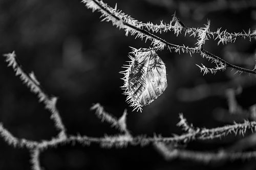 Frostiger Pleerwald