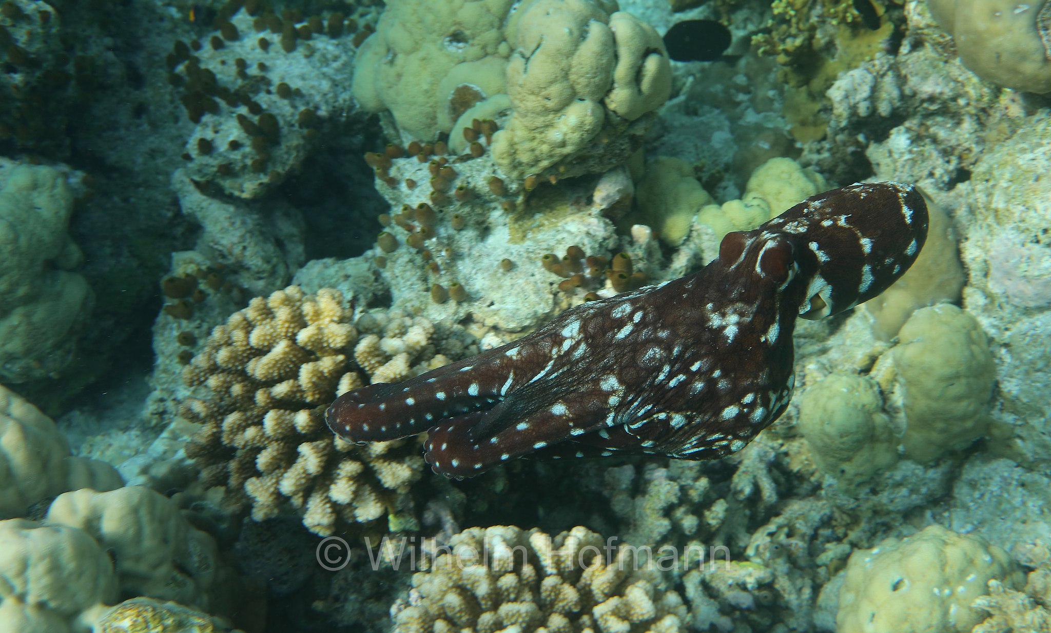 common octopus, Gewöhnliche Krake, Gemeiner Krake, Oktopus, polpo comune, polpo di scoglio, Octopus vulgaris, Malediven, Maldives, Maledive, fihalhohi island resort