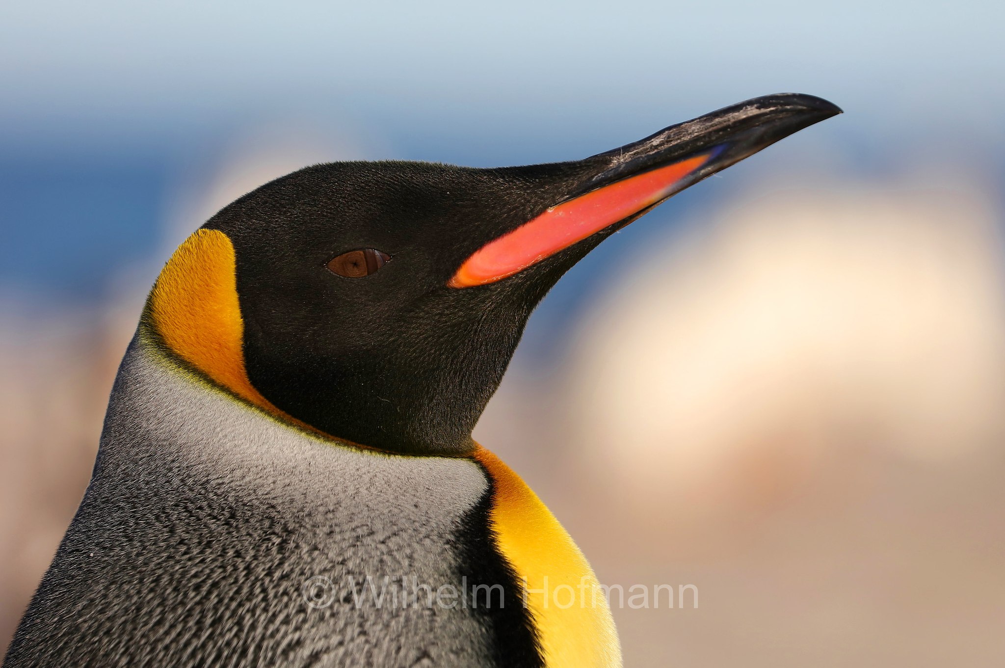 king penguin, Königspinguin, pinguino reale, Aptenodytes patagonicus, Sealion Island, Sea Lion Island, Isla de los Leones Marinos, Falkland Islands, Falklandinseln, Isole Falkland