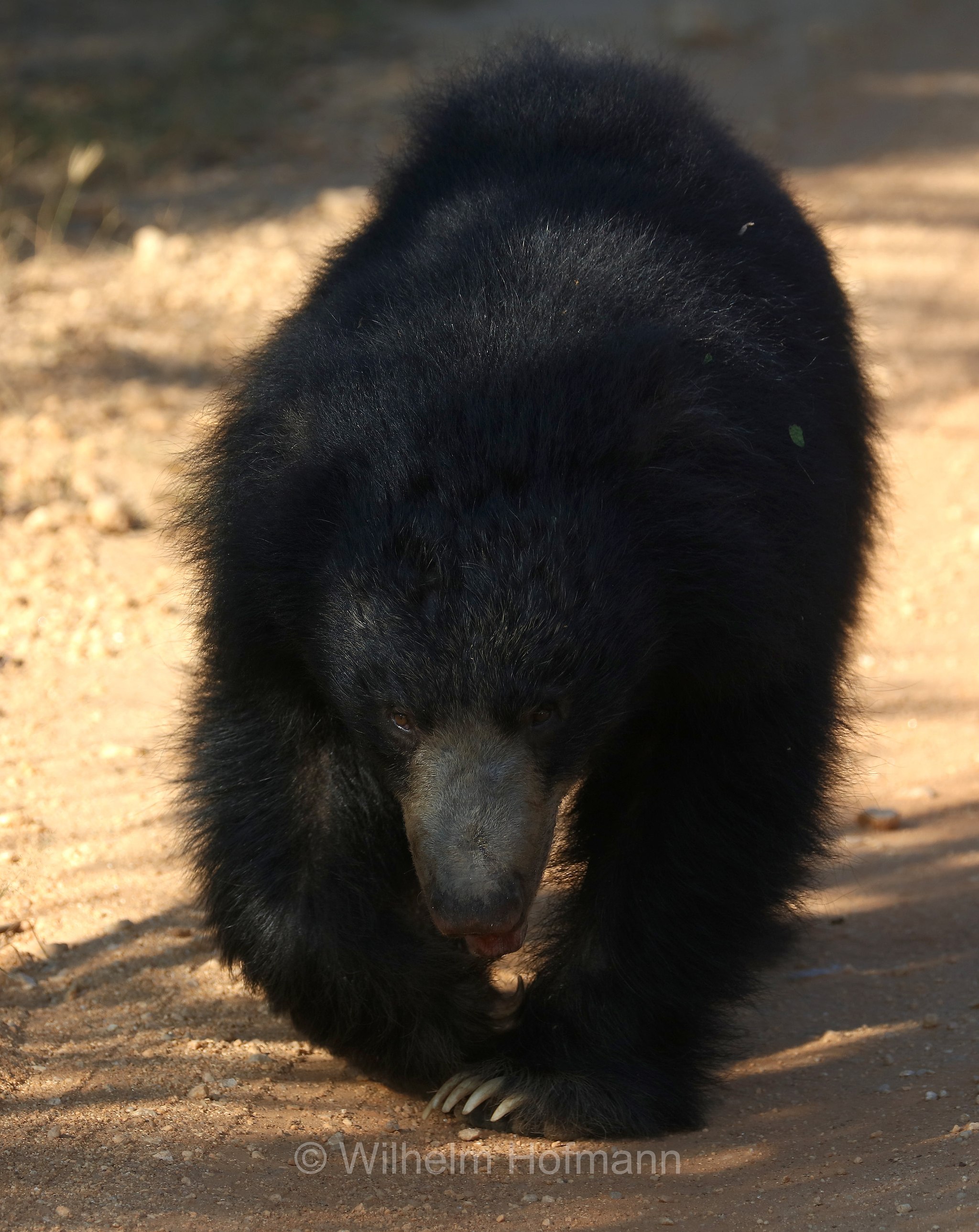 sloth bear, Indian bear, Lippenbär, orso labiato, orso giocoliere, Melursus ursinus, Sri Lanka, Yala National Park, Yala Nationalpark, Parco nazionale di Yala