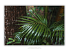 COLLECTION - GIANTS OF THE LAND HORIZONTAL - "Frond and Bark" - LIMITED COLLECTION 10 of 10