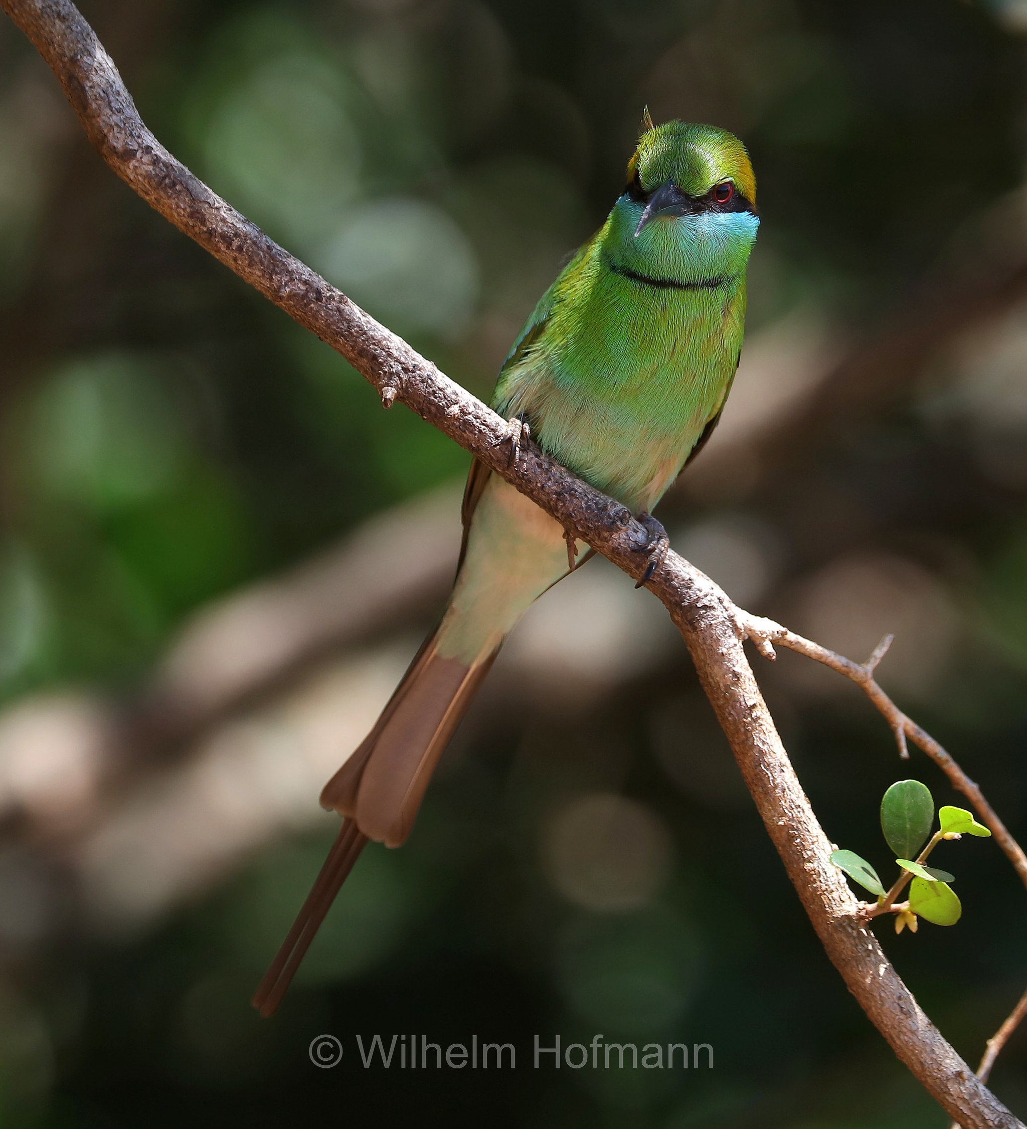 Asian Green Bee-Eater, little green bee-eater, green bee-eater, Bronzescheitel-Smaragdspint, Smaragdspint, gruccione verde, Merops orientalis, Sri Lanka, Yala National Park, Yala Nationalpark, Parco nazionale di Yala