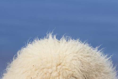 Tiere