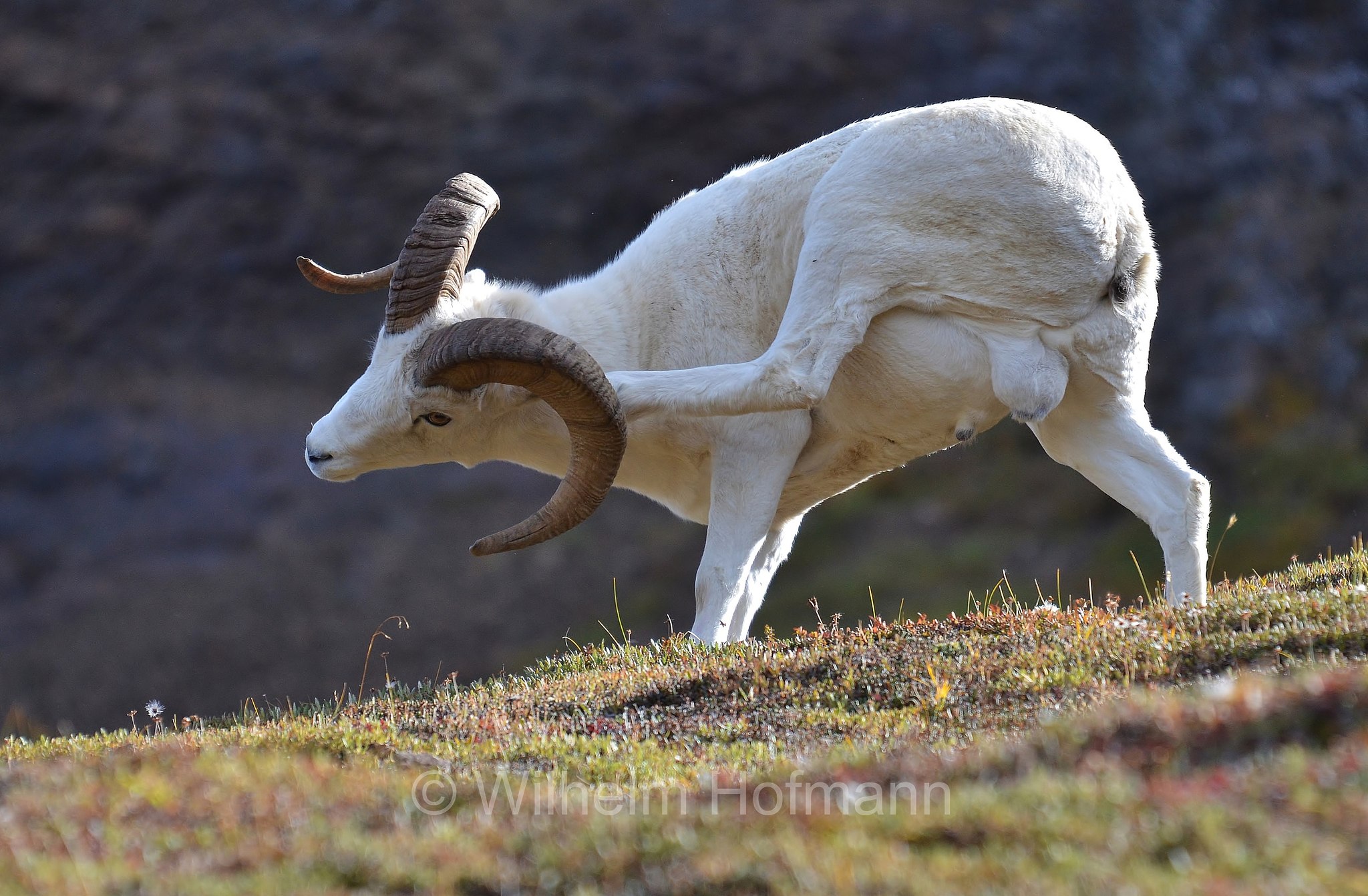 Ovis dalli, Dall sheep, thinhorn sheep, Dall-Schaf, Alaska-Schneeschaf, bighorn bianco, pecora di Dall, ariete di Dall, Sable Mountain, Denali National Park, Denali National Park and Preserve, Denali-Nationalpark, Parco nazionale del Denali, Alaska, USA