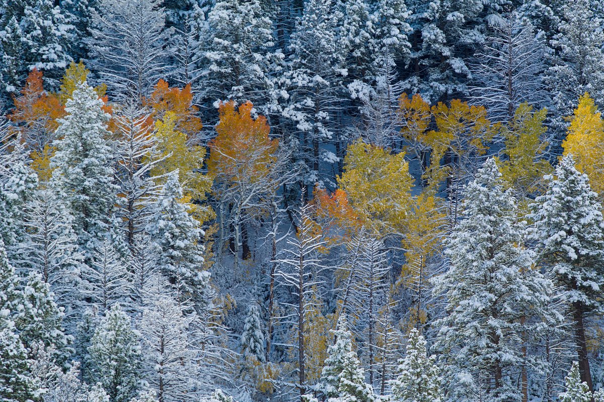 Betsy's-Forest