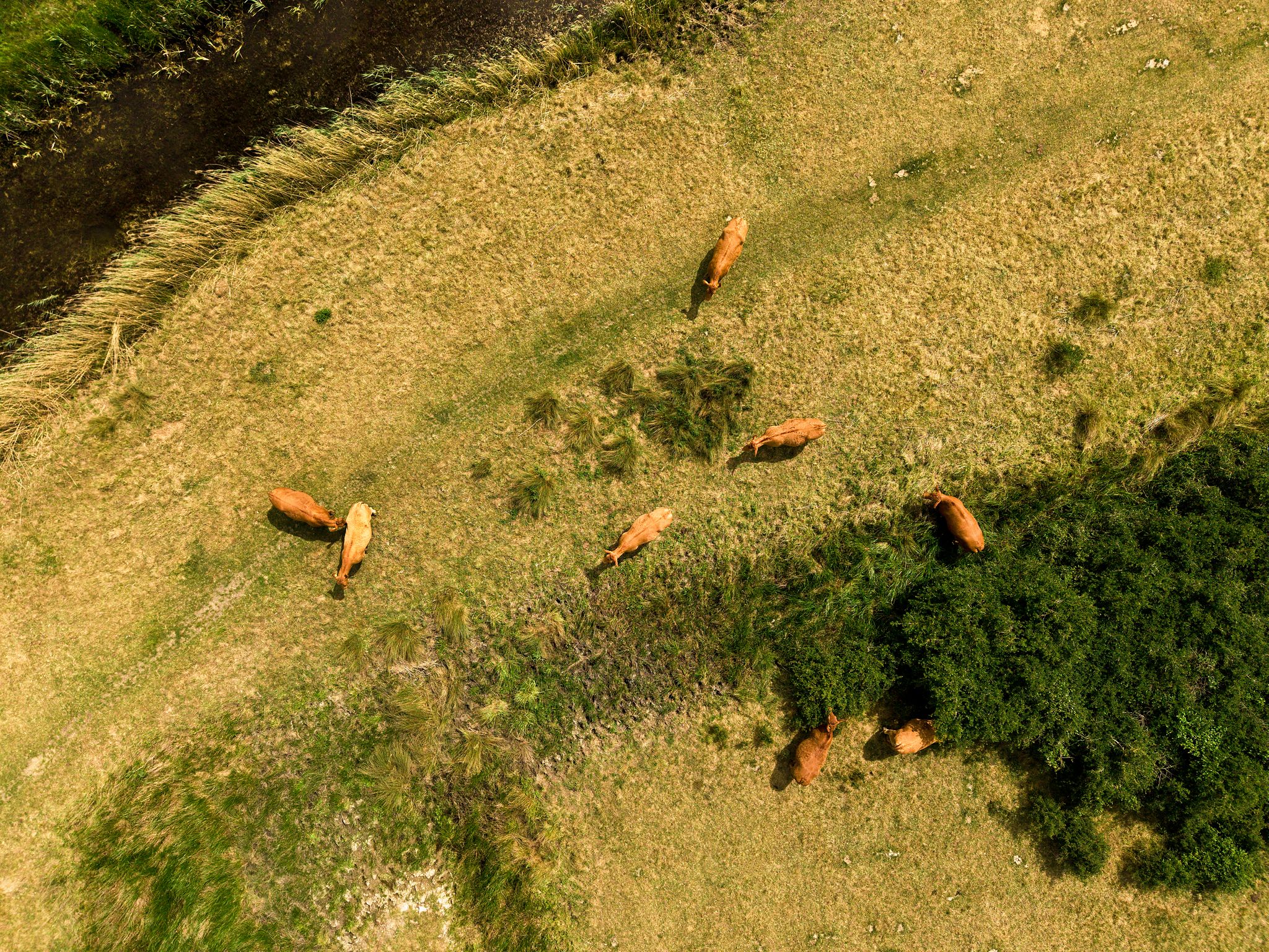Overhead view of cattle grazing near shrubs and winding tracks