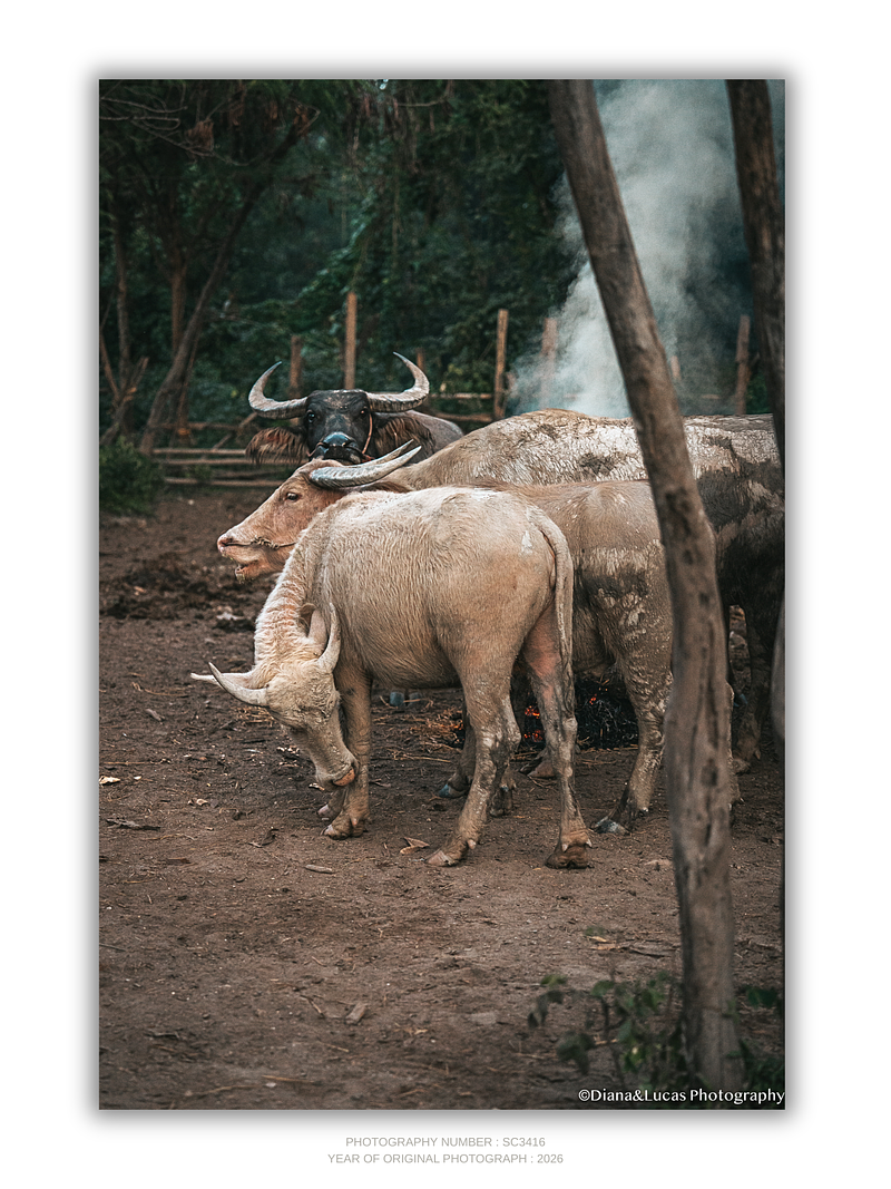 THE ONE - WILDLIFE & NATURE - "Watching from Behind" - LIMITED EDITION 5 of 5