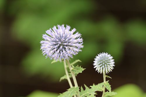 Plants