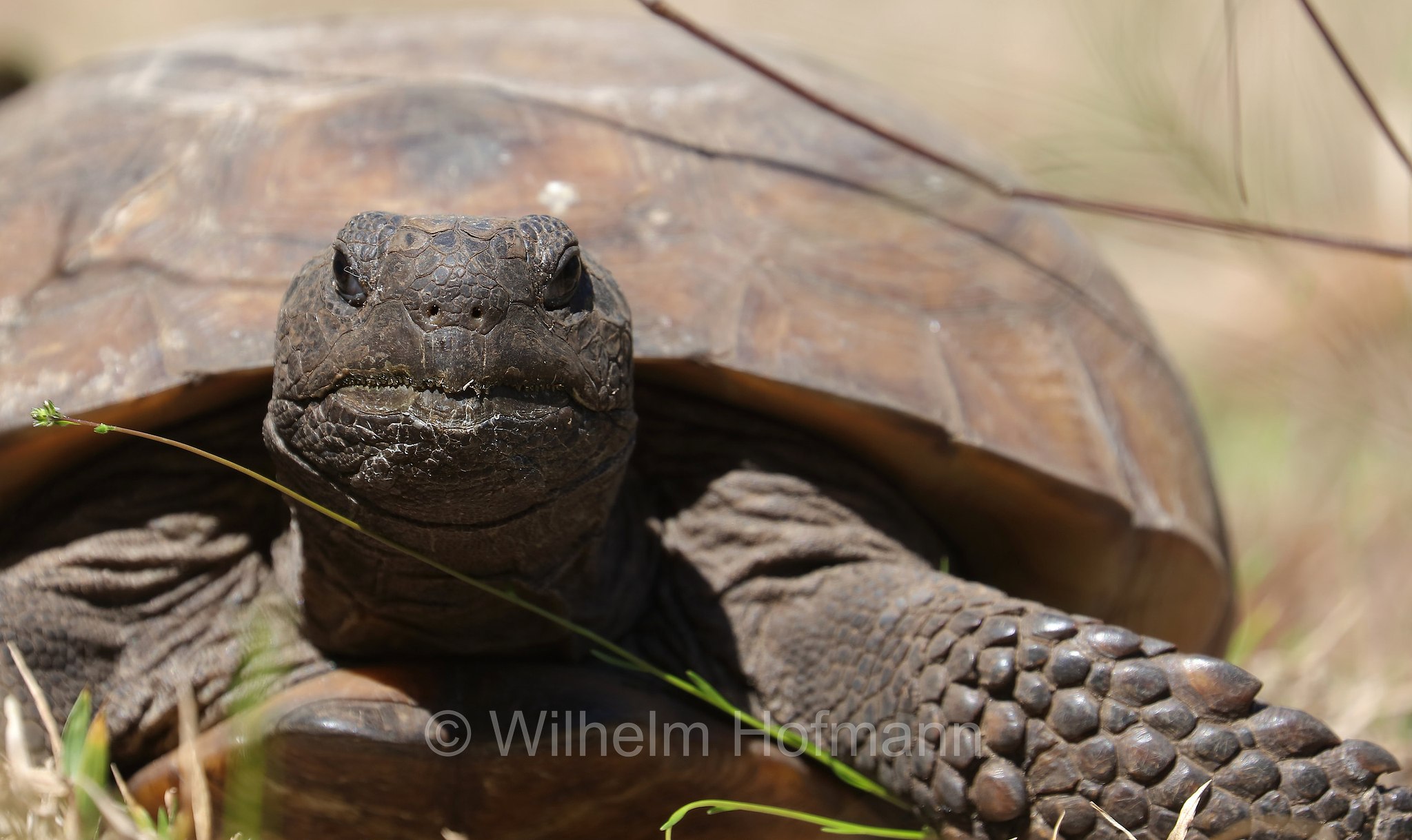 Gopherus polyphemus, gopher tortoise, Georgia-Gopherschildkröte, Florida-Gopherschildkröte, tartaruga gopher, testuggine gopher, Key Vista Nature Park, Florida, USA