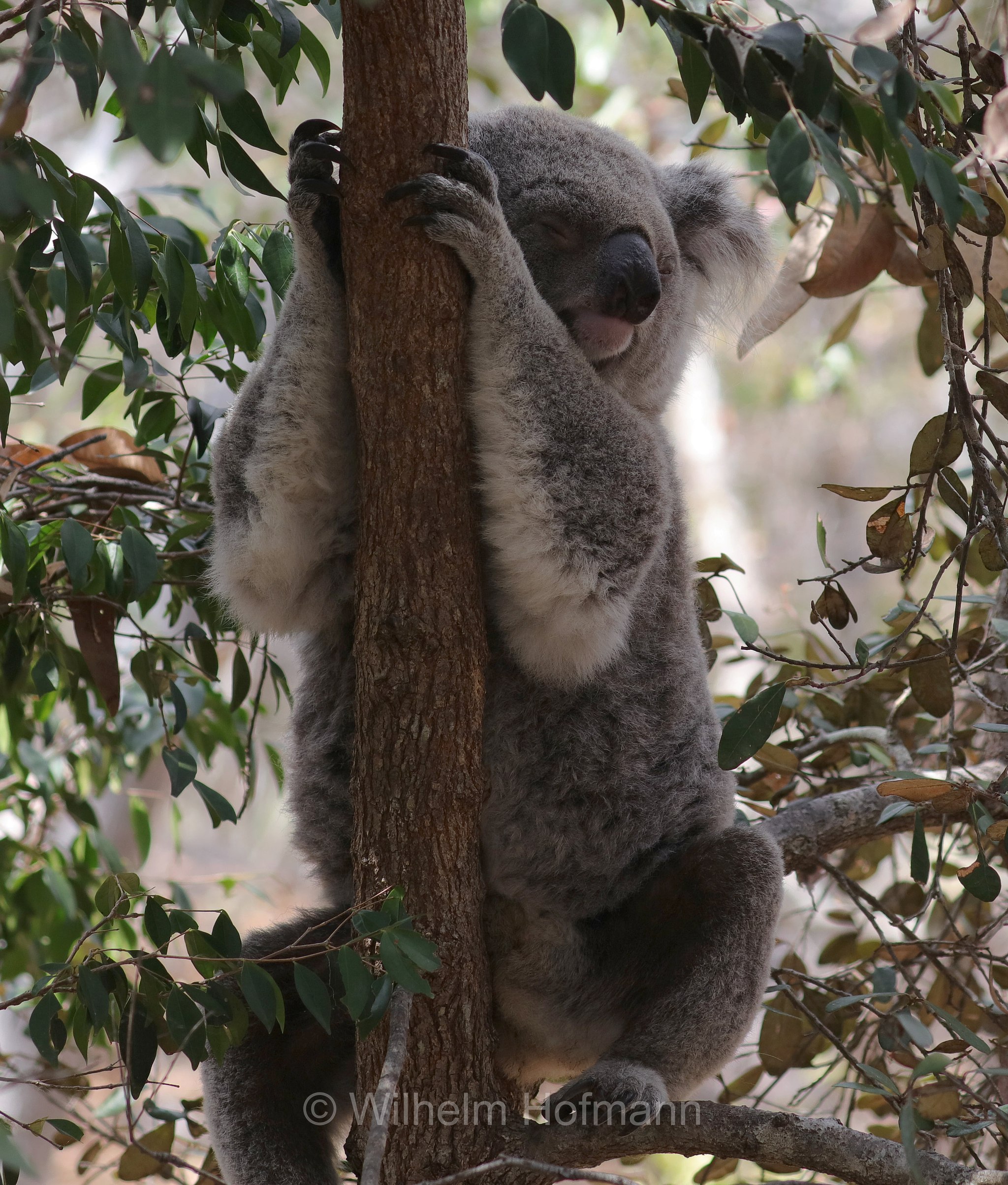 Phascolarctos cinereus, koala, Koala, Beutelbär, Koalabär, koala, coala, fascolarto, Forts Walking Track, Magnetic Island, Queensland, Australia, Australien