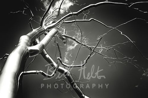 Askew Noir