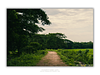 THE ONE - WILDLIFE & NATURE - "Tropical Road" - LIMITED EDITION 5 of 5