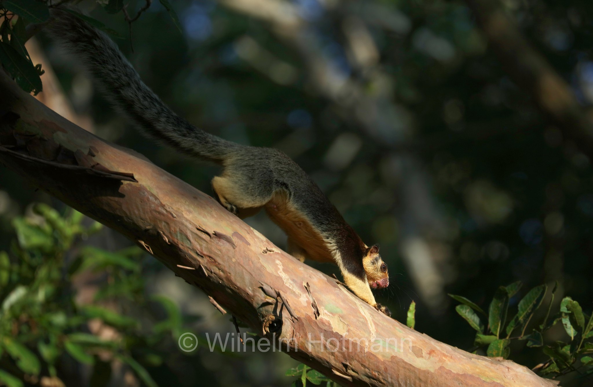 grizzled giant squirrel, Sri-Lanka-Riesenhörnchen, scoiattolo gigante dello Sri Lanka, Ratufa macroura, Udawalawe, Udawalawa, Sri Lanka