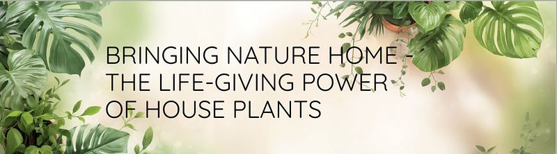 Bringing Nature Home: The Life‑Giving Power of Houseplants