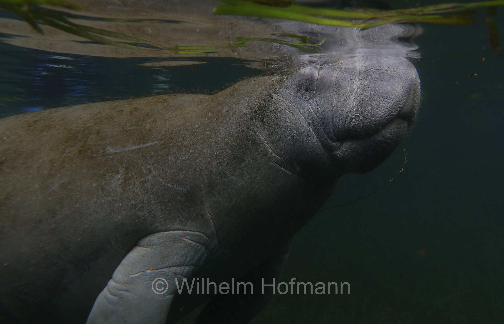 Trichechus manatus latirostris, Florida manatee, Florida-Seekuh, Florida-Manati, lamantino della Florida, manato della Florida, Crystal River, Kings Bay Park, Florida, USA