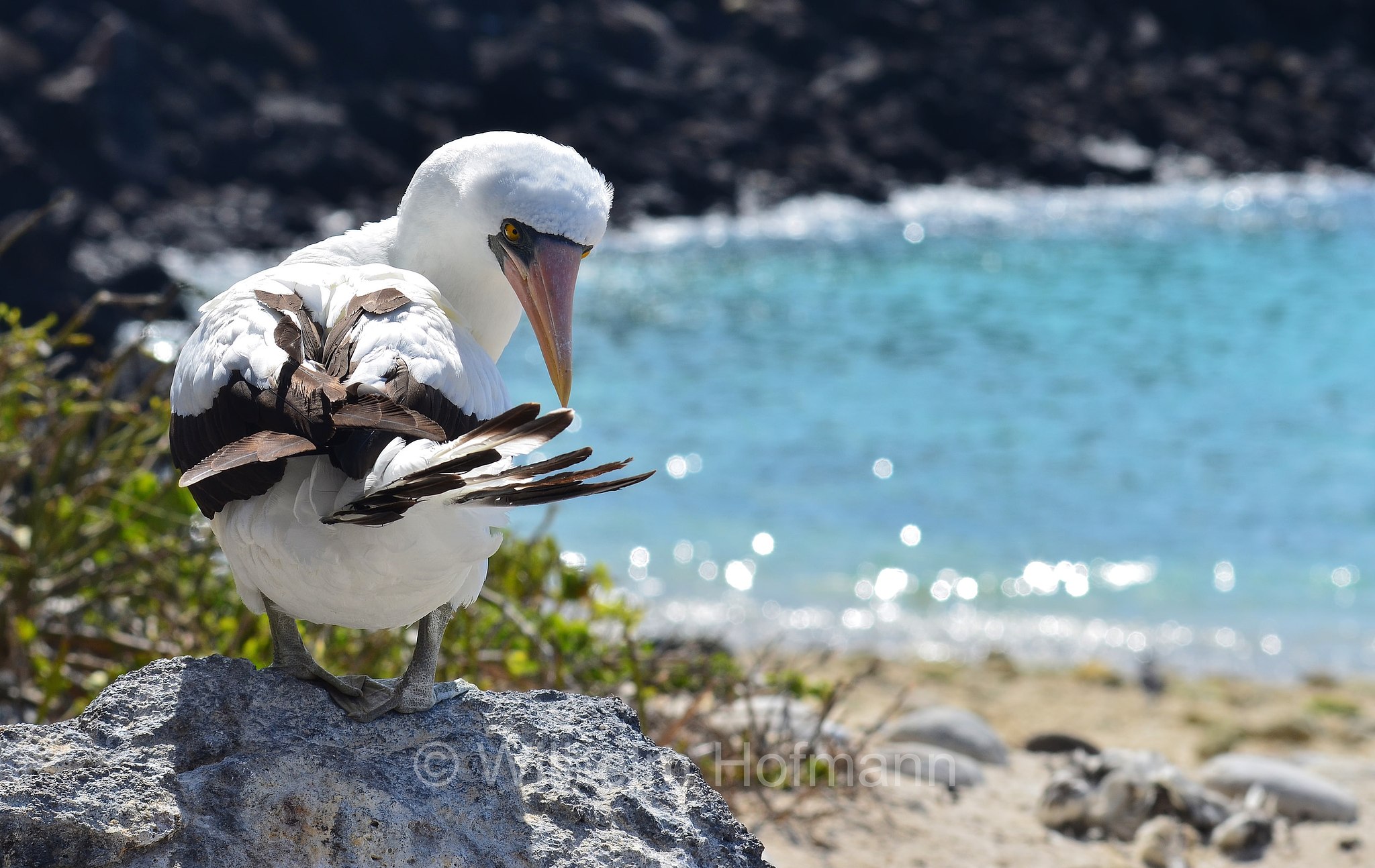 Nazca booby, Nazcatölpel, sula di Nazca, Sula granti, Genovesa Island, Genovesa, Galápagos Islands, Galápagos, Galapagosinseln, Ecuador