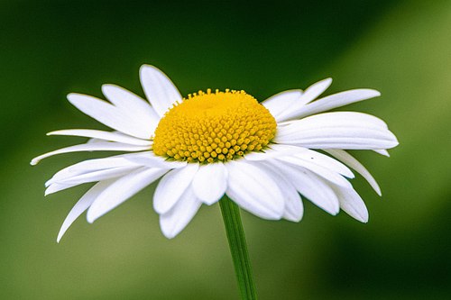 ois