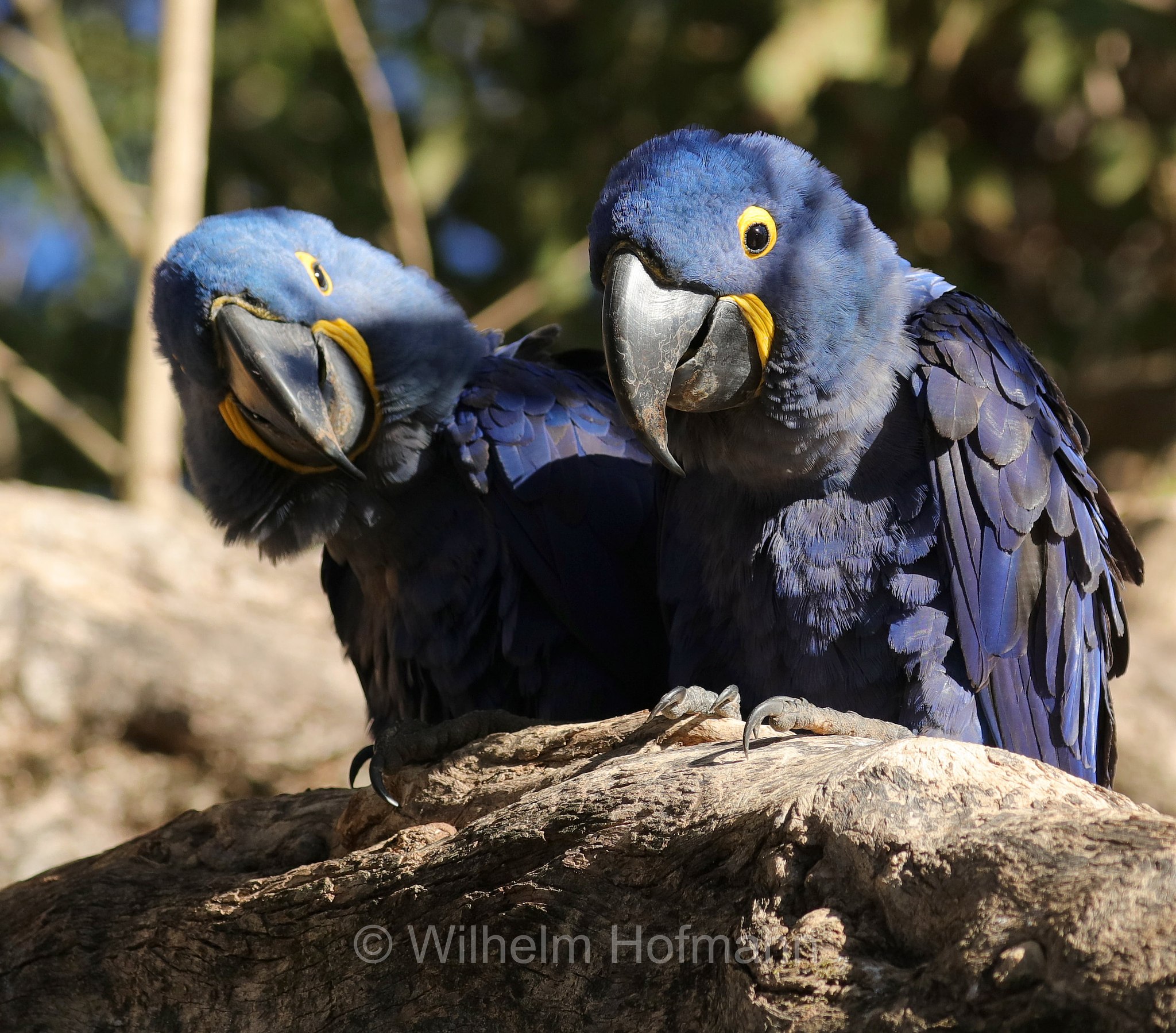 hyacinth macaw, hyacinthine macaw, Hyazinthara, ara giacinto, Anodorhynchus hyacinthinus, Pantanal, Mato Grosso, Brazil, Brasil, Brasile, Brasilien