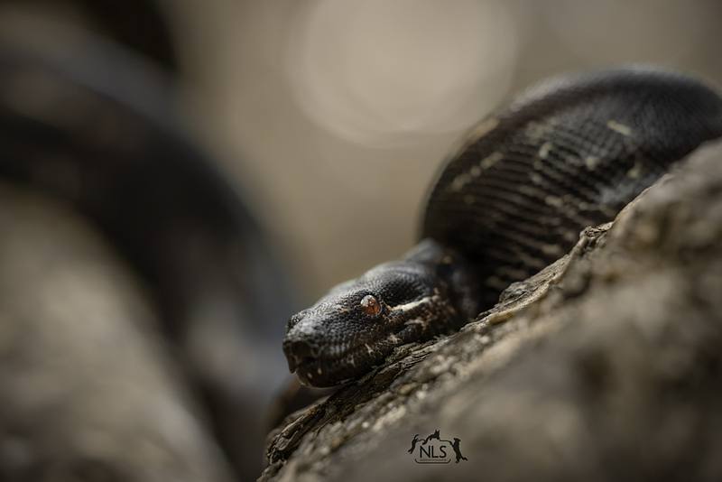 REPTIELEN