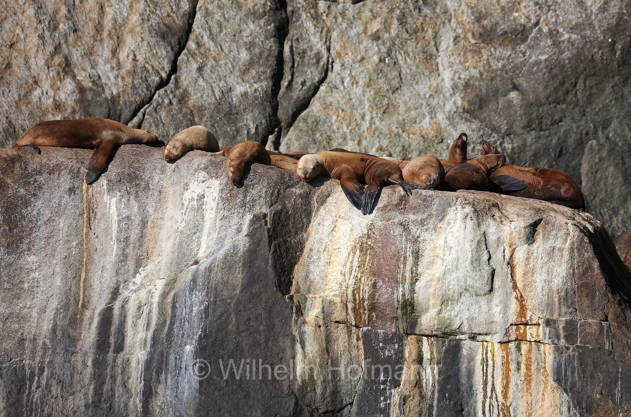 Ochotona collaris, Steller sea lion, Steller's sea lion, northern sea lion, Stellerscher Seelöwe, Steller-Seelöwe, leone marino di Steller, Kenai Fjords National Park, Kenai-Fjords-Nationalpark, Parco nazionale dei Fiordi di Kenai, Alaska, USA