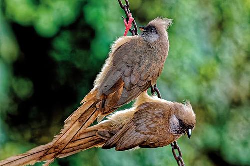 Oiseaux du Kenya