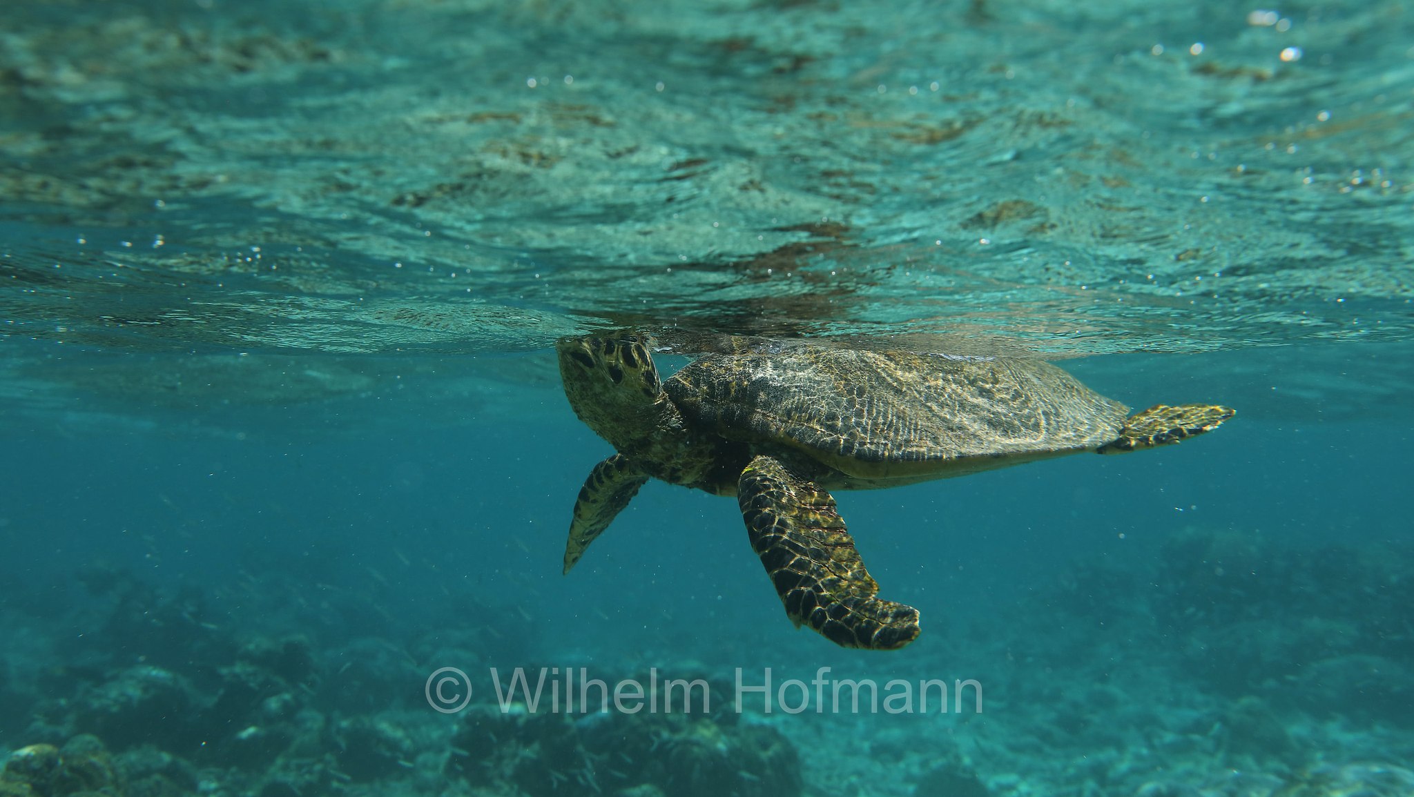 hawksbill sea turtle, Echte Karettschildkröte, tartaruga embricata, Eretmochelys imbricata, Maldives, Malediven, Maledive, Fihalhohi Island Resort