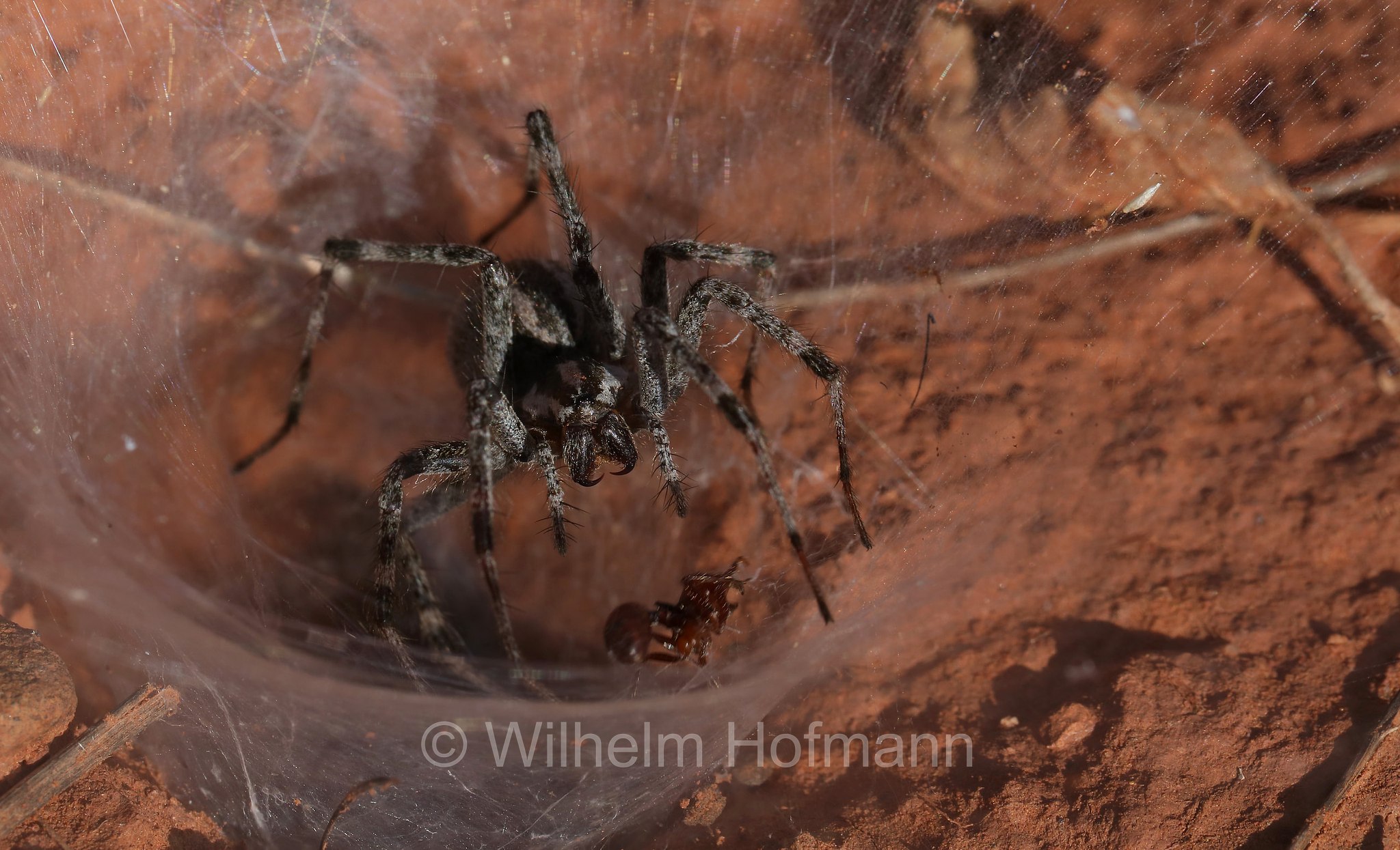 Agelenopsis aperta, desert grass spider, funnel-web spider, Amerikanische Wüsten-Trichterspinne, Wüstengrasspinne, Red Rock State Park, Arizona, USA